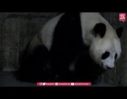 حديقة حيوان مدريد تستقبل توأماً جديداً من حيوان “الباندا العملاقة”