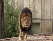 حديقة حيوانات واشنطن تعلن تعافي “الأسود والنمور” من فيروس كورونا