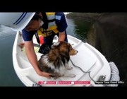 خفر السواحل الياباني يُنقذ كلباً من الغرق في نهر بارد بمدينة ناغويا