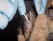 دراسة تفجر مفاجأة: فيروسات كورونا بالخفافيش لا أحد منها مرتبط بـ كوفيد-19