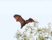 دراسة جديدة تكشف عن فيروسات مرتبطة بكورونا في خفافيش لاوس