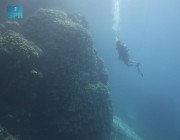 عمرها 600 عام.. اكتشاف مستعمرة مرجانية ضخمة جنوب جزيرة الوقادي