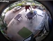 لحظة هجوم أفعى على شخص داخل منزله بطريقة شرسة (فيديو)