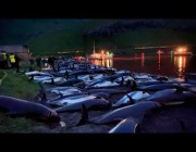 مذبحة سنوية.. قـتل نحو 1.400 دلفين في يوم واحد بجزر فارو تخليداً لطقس من القرون الوسطى