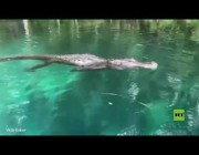هكذا نجت امرأة من أنياب تمساح في بحيرة بولاية فلوريدا