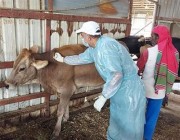 زراعة الشرقية تطلق حملة لتطعيم الماشية ضد الحمى القلاعية