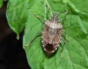 علماء يحذرون من حشرات ذات رائحة كريهة تنتشر في جميع أنحاء بريطانيا
