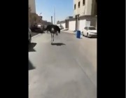 فيديو طريف لشباب يطاردون نعامة تركض بأحد شوارع المملكة