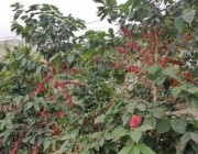 بدء موسم حصاد القهوة في جازان.. ومزارع: موقع الأشجار يلعب دوراً مهماً في كمية الإنتاج