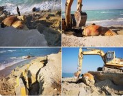 وفقا للمعايير العلمية.. الانتهاء من دفن الحوت النافق بشاطئ رأس تنورة (صور)