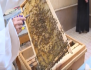 “البيئة” تحتفي بتخريج الدفعة الأولى في برنامج تربية النحل