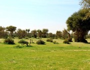 ‏ محمية الإمام تركي الملكية تزرع 3 آلاف شجرة بفياض لينة جنوب رفحاء