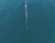 شاهد.. رصد نوع نادر من الحيتان في مياه أبوظبي