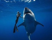 باحثون أستراليون يكتشفون أسباب هجوم أسماك القرش على البشر