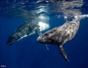 البشر “يتحدثون” إلى الحيتان.. طفرة علمية قيد التطوير