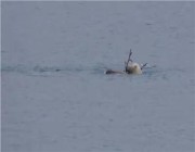 أنثى دب قطبي تفترس وعلًا ضخمًا في البحر (فيديو)
