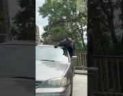 دب يسرق علبة لبن من داخل سيارة في أحد شوارع أمريكا