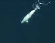ظهور حوت “بيلوغا” المختفي منذ 81 عاما في المحيط الهادئ (فيديو)