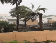 عمان.. سقوط بعض النخيل في ولاية ‎بركاء نتيجة الرياح الشديدة (فيديو)  