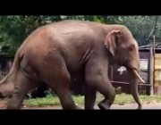 فيل برّي يتجول في قرية هندية ويثير ذعر السكان