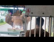 فيل يقطع الطريق على حافلة ويحطم واجهتها الزجاجية في الهند