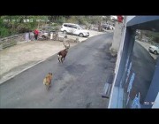 كلب يطارد أيلاً برياً في شوارع الصين