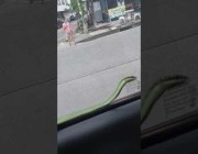 لحظات مخيفة لثعبان انزلق على نافذة سيارة تسير على الطريق في تايلاند
