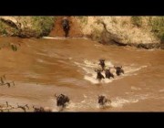 لحظة اصطياد تمساح لحيوان بري خلال عبوره أحد الأنهار في كينيا