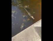 مجموعة سلاحف تحيط بتمساح صغير في بحيرة