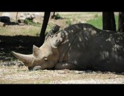 نفوق أقدم وحيد قرن بالعالم في حديقة حيوان إيطالية