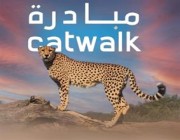 اليوم.. مبادرة عالمية للمشي 7 كلم للتوعية بحماية القطط البرية من الانقراض