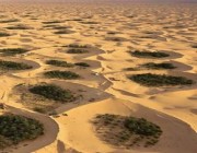 مهندس يقترح زراعة الأرز في الربع الخالي بمياه الخليج العربي (فيديو)