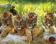 في حدث نادر.. ولادة 4 أشبال من النمور البنغالية المُهددة بالانقراض في المكسيك (فيديو)