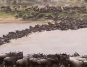 في مشهد مهيب.. آلاف الثيران تتدفق قاطعة الأنهار والجبال في تنزانيا