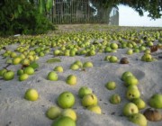 “تنتج فاكهة سامة تؤدي للوفاة”.. كل ما تريد معرفته عن أخطر شجرة في العالم