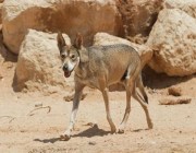مكة: ضبط 3 مخالفين لنظام البيئة اصطادوا “ذئبًا عربيًا” محظور صيده