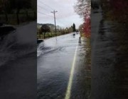 أسماك السلمون تسبح عبر طريق مغمور بمياه الفيضان في واشنطن