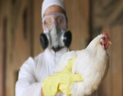 اكتشاف بؤرة جديدة لتفشي انفلونزا الطيور.. وإجراءات مشددة لمنع الانتشار