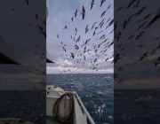 الآلاف من طيور النورس تحلق فوق مركب صيد بروسيا