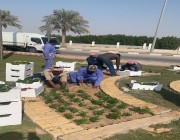 بلدية جوف بني هاجر تزرع أكثر 26 ألف شتلة زهور متنوعة و8100 مسطحات خضراء