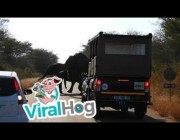 توقّف المركبات انتظاراً لمرور قطيع كسول من الفيلة في جنوب إفريقيا