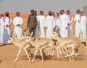 عبدالعزيز بن سعود يطلق عددًا من الغزلان والمها العربي في محمية الملك عبدالعزيز الملكية