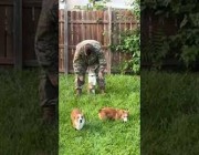 فرحة كلاب بعودة صاحبها للمنزل بعد غياب أسابيع للمشاركة في تدريبات عسكرية