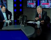 فيديو يوثق لحظة اقتحام قطة لطاولة برنامج سياسي على الهواء