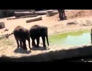 فيل يدفع آخر للسقوط في بركة مياه
