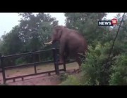 فيل يظهر رشاقته في تسلق سياج ويعبره