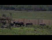 نقل 30 من حيوانات وحيد القرن الأبيض من جنوب أفريقيا إلى رواندا