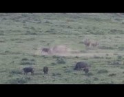 وحيد القرن الأبيض يحارب جاموساً أمام سياح في جنوب أفريقيا