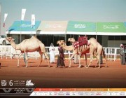“صياهد وقندهار” تكتسح أشواط الأصايل في مهرجان الملك عبدالعزيز للإبل