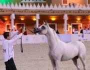 الأمير عبدالعزيز بن سعد يطلع على تحضيرات بطولة حائل لجمال الخيل